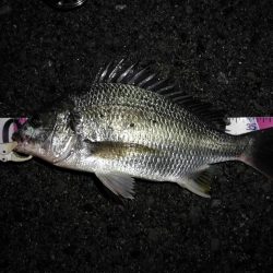 （2020/07/18 南港ヘチ釣り　 キビレチヌ 42cm、シーバス 52㎝ タケノコメバル：23㎝ 釣果有り）