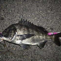 （2020/07/19 南港ヘチ釣り　 真チヌ 48.5㎝キビレチヌ 35.5cm、ガシラ：22㎝ 釣果有り）