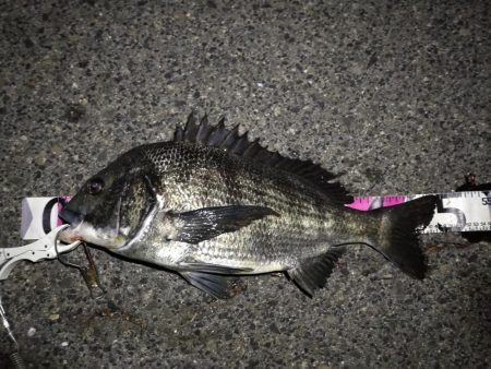 （2020/07/19 南港ヘチ釣り　 真…