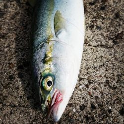 朝マズメ高活性