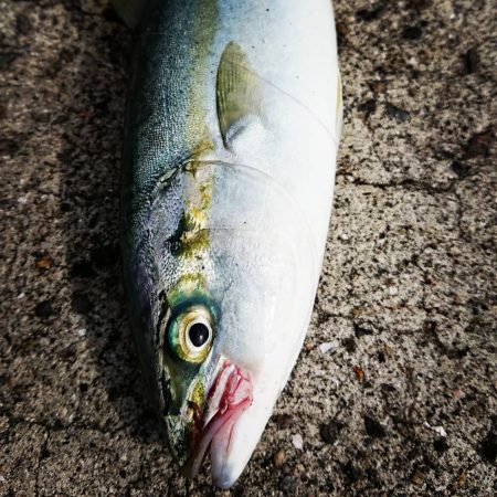 朝マズメ高活性