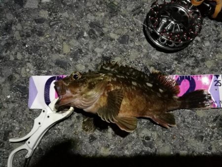 （2020/07/20 南港ヘチ釣り　 キ…