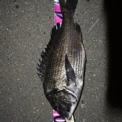 (2020/07/21 南港ヘチ釣り 真チヌ 48.5㎝ キビレチヌ 37.5cm 釣果有り)