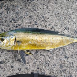 シイラは単発で