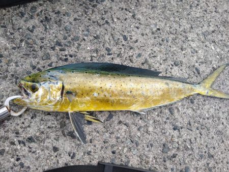 シイラは単発で