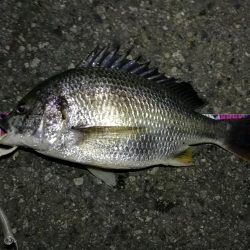 （2020/07/23 南港ヘチ釣り　 キビレチヌ 45cm、ガシラ、タケノコメバル 釣果有り）