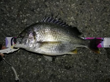 （2020/07/23 南港ヘチ釣り　 キ…