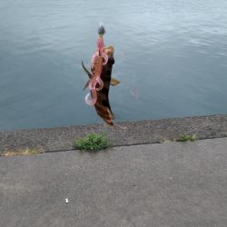 ライトショアジギングでアコウ