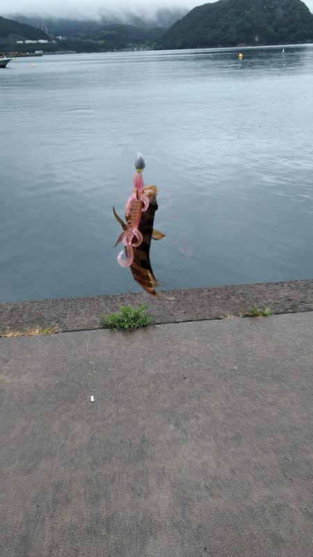 ライトショアジギングでアコウ