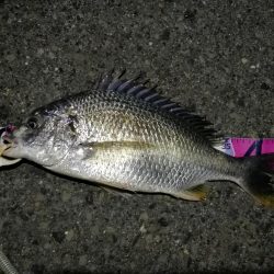 (2020/07/24 南港ヘチ釣り キビレチヌ 46.5cm、ガシラ、 釣果有り)