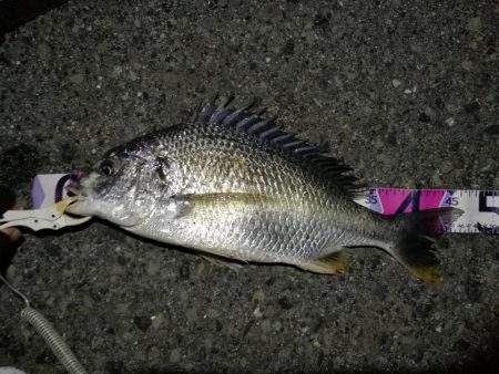 (2020/07/24 南港ヘチ釣り キビレチヌ 46.5cm、ガシラ、 釣果有り)