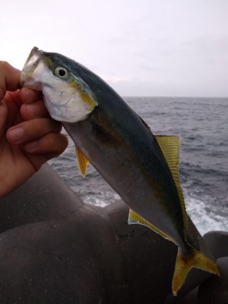 雨のショアジギ