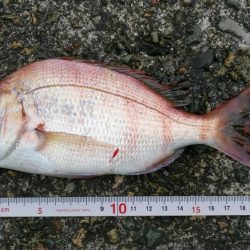 白杉でマダイとシロギス　ウミケムシ対策仕掛け