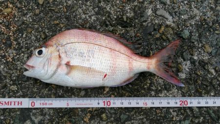 白杉でマダイとシロギス　ウミケムシ対策仕掛け