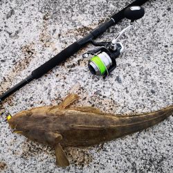 夕マズメにマゴチ