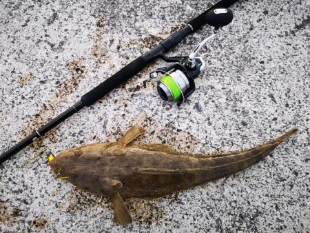 夕マズメにマゴチ