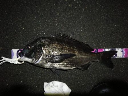 （2020/07/27 南港ヘチ釣り　歳無…