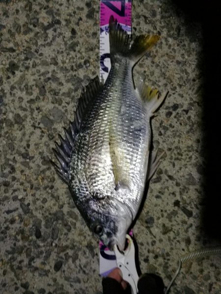 （2020/07/30 南港ヘチ釣り　 キ…