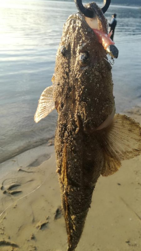 照りゴチを求めて!!