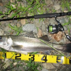 シーバス短時間狙い