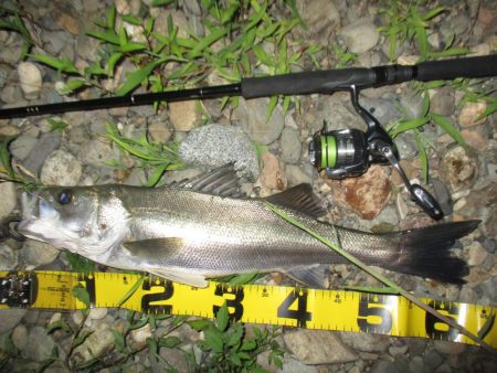 シーバス短時間狙い