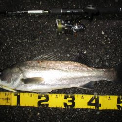 シーバス短時間狙い