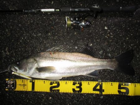 シーバス短時間狙い