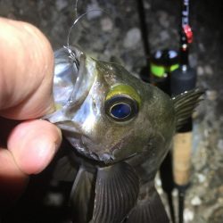 梅雨メバルいました♪