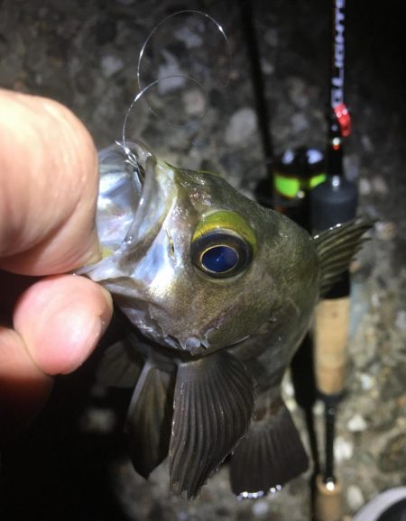 梅雨メバルいました♪