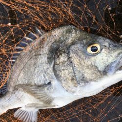 チニングゲーム 長崎 大村市周辺