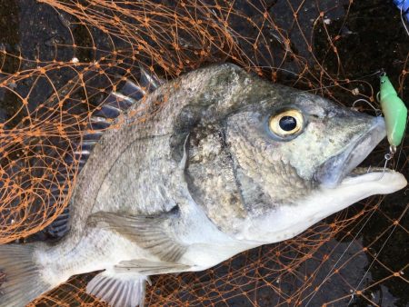 チニングゲーム 長崎 大村市周辺