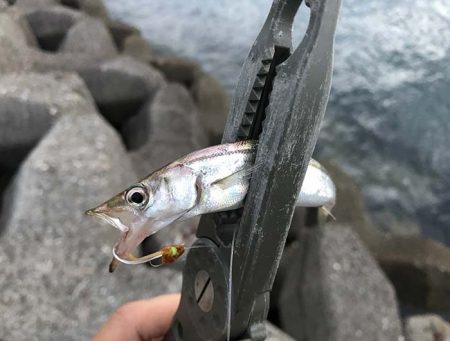 カマスの群れに遭遇