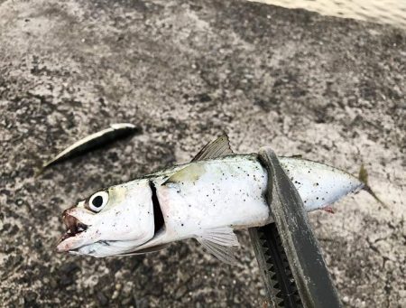 小物はたくさん釣れていた