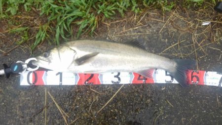 神崎川　河口　シーバス