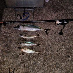 大サバ　小サバ