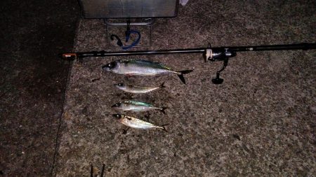 大サバ　小サバ