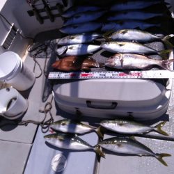 遊漁船SOUTH7/30釣果