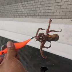 まだまだ一口サイズ