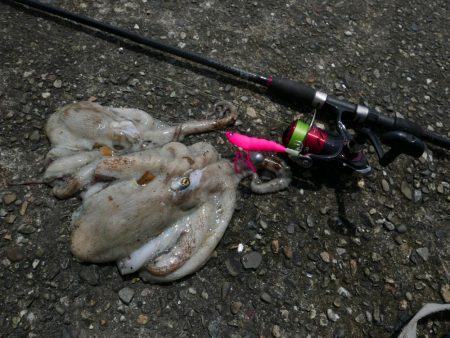 大阪湾でタコ釣り好調！650gクラス含む7…