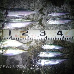 九州 ワインド 陸っぱり 釣り 魚釣り 釣果情報サイト カンパリ
