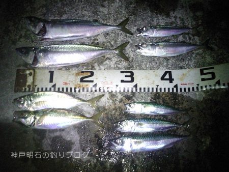大サバの夜釣り
