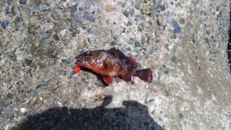 ガシラばっかり