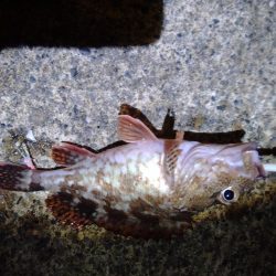 梅雨最後のライトゲーム