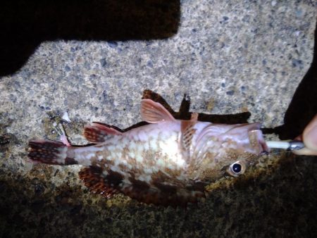 梅雨最後のライトゲーム