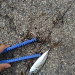 ライトゲームとエビ