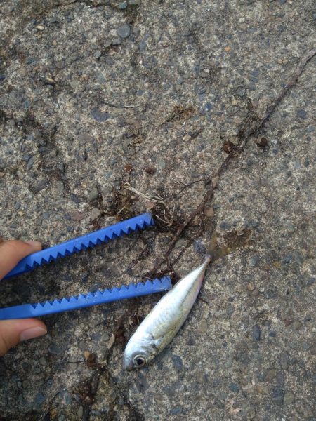 ライトゲームとエビ