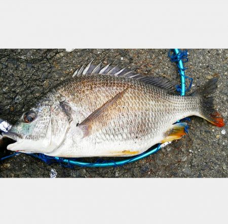 大雨で塩分濃度が下がったか？