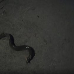 二日連続うなぎ釣り合計6本を釣り上げたｗ