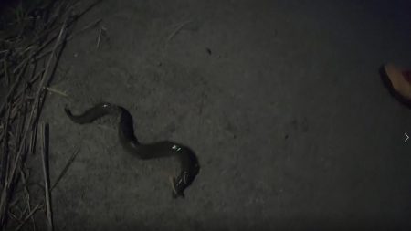 二日連続うなぎ釣り合計6本を釣り上げたｗ