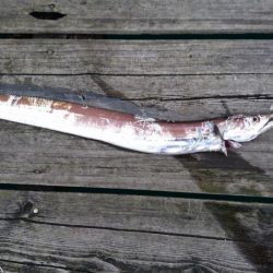 タチウオとサゴシとアジ